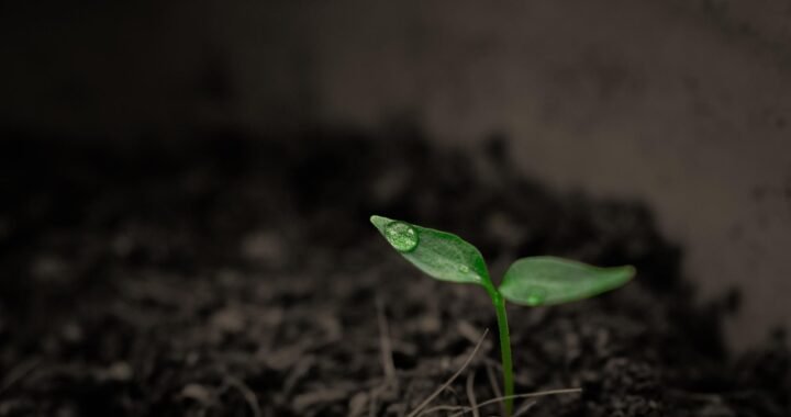 Why Your Houseplants Keep Dying (and How to Bring Them Back)